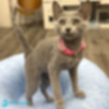 Russian blue