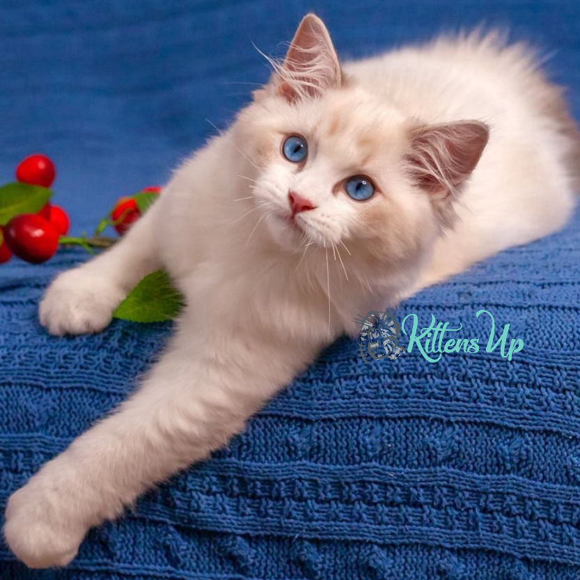 Thumbnail: Ragdoll