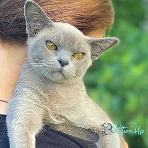 Burmese Cat for Adoption: Find Your Perfect Feline Friend Today
