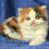 Thumbnail: 004 Jersey (BL) Scottish Straight longhair female kitten