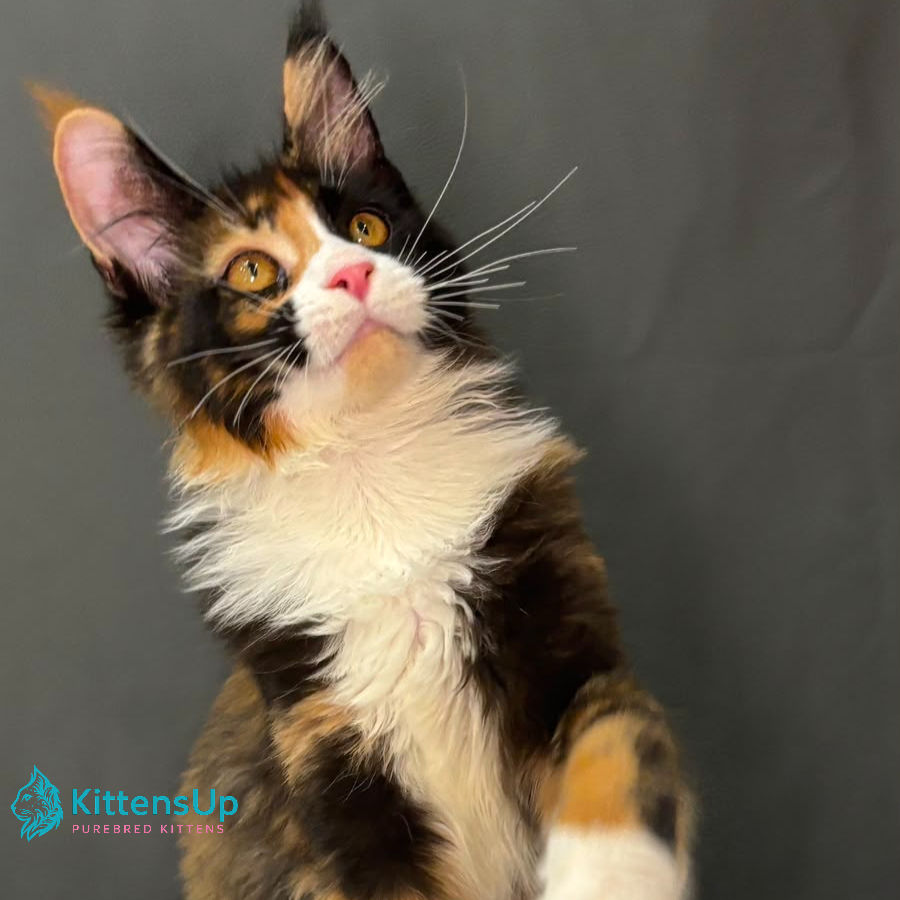 Thumbnail: 1109 Dilara (R) Maine Coon female kitten