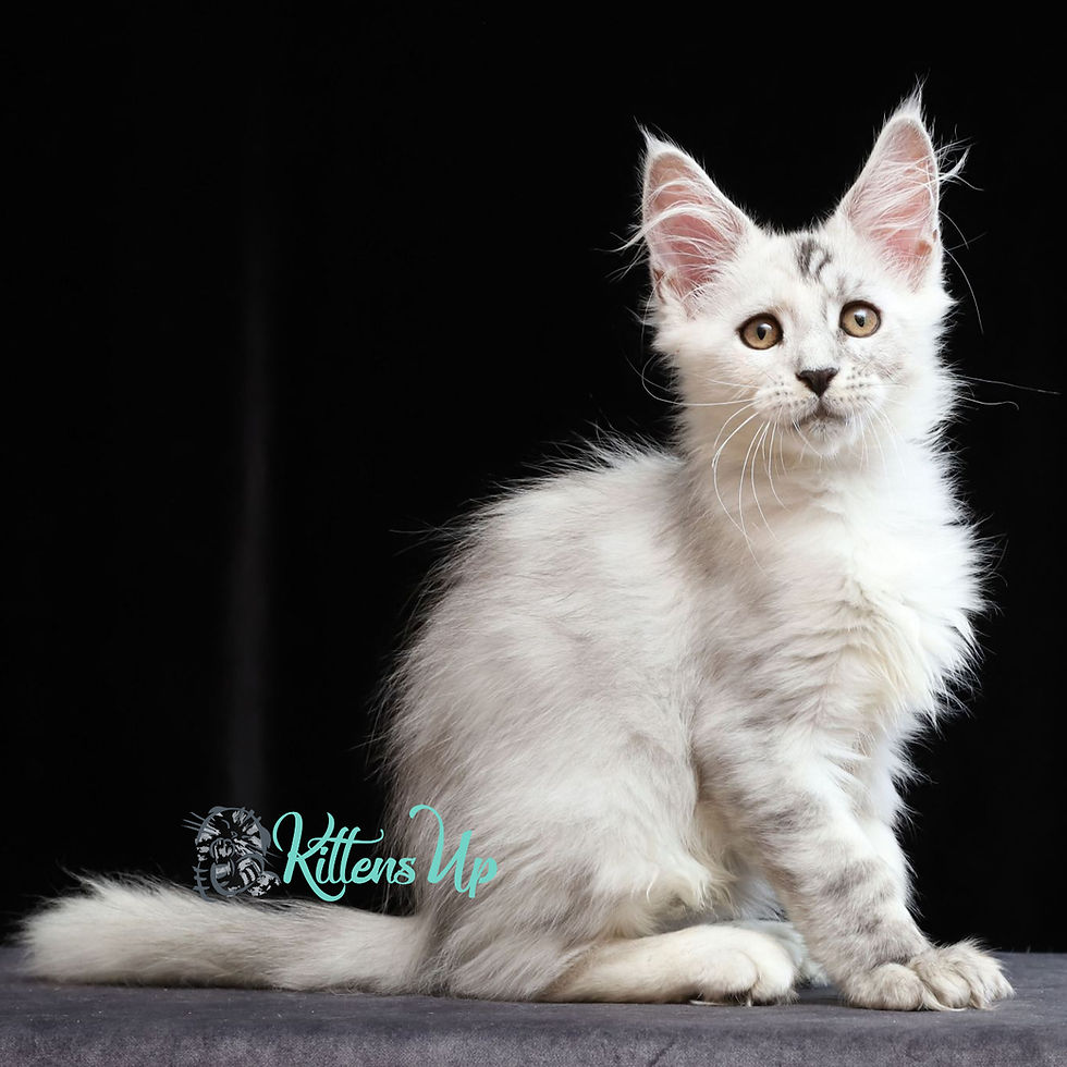 Maine Coon