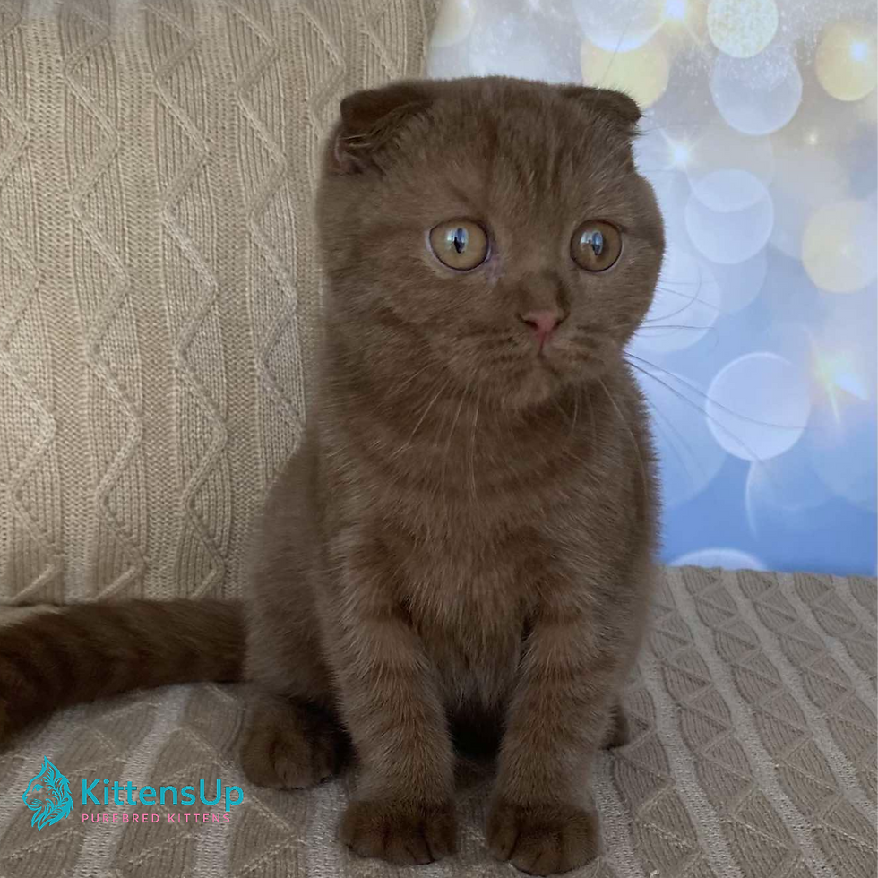 Scottish Fold