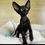 Thumbnail: 624 Daisy (U) Oriental female kitten