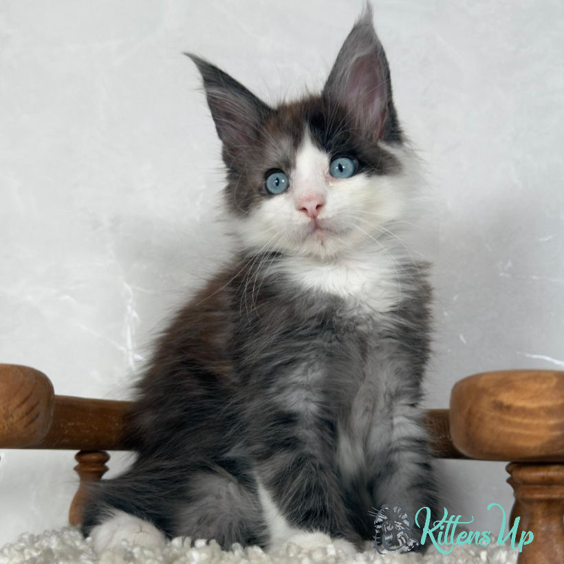 Maine Coon