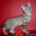 Bengal
