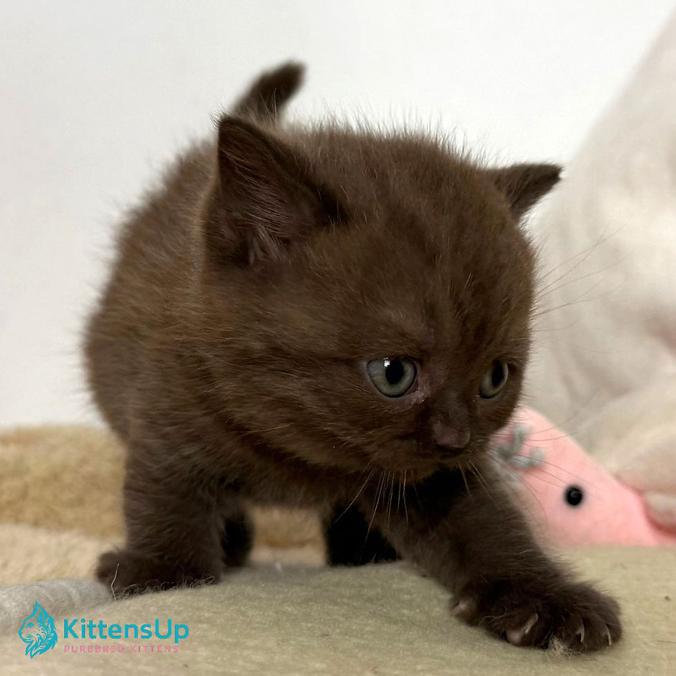 Thumbnail: British shorthair