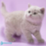 British shorthair