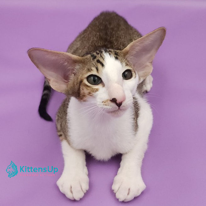 Thumbnail: 444 Winston (U) Oriental male kitten