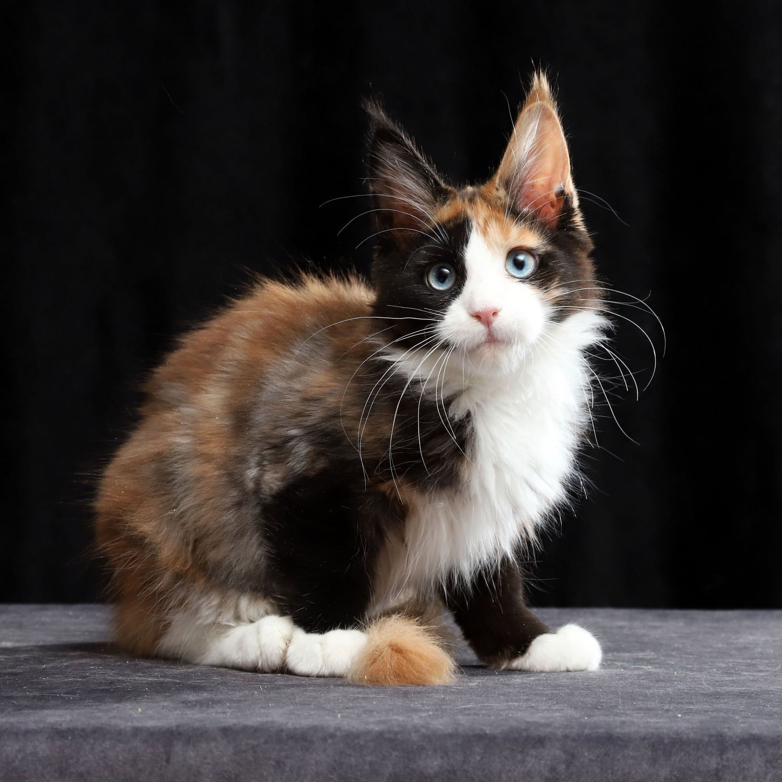 615 Krasotka (R) Maine Coon female kitten