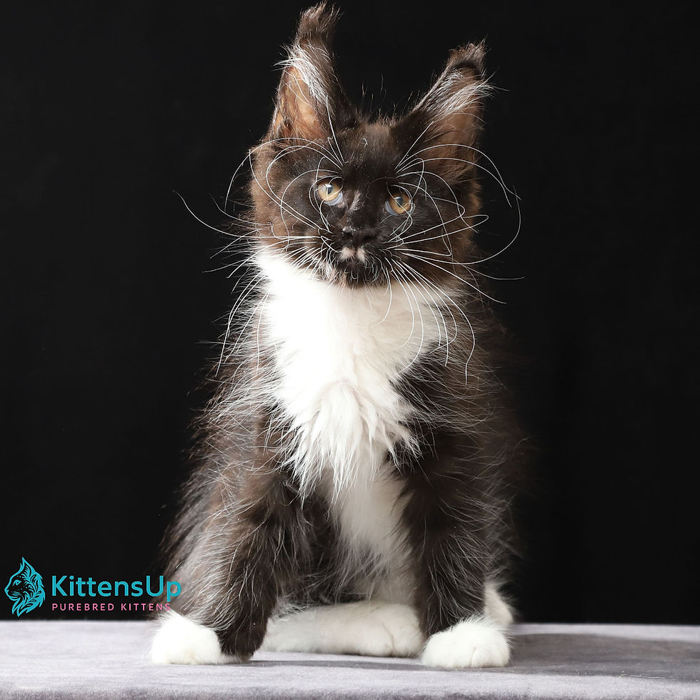 Maine Coon
