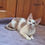 Thumbnail: Devon Rex