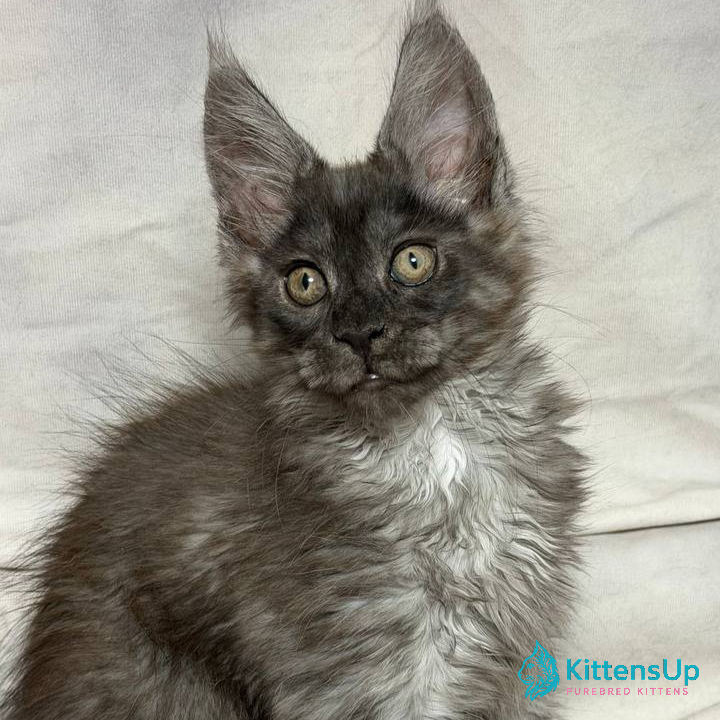Maine Coon