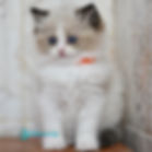 Ragdoll
