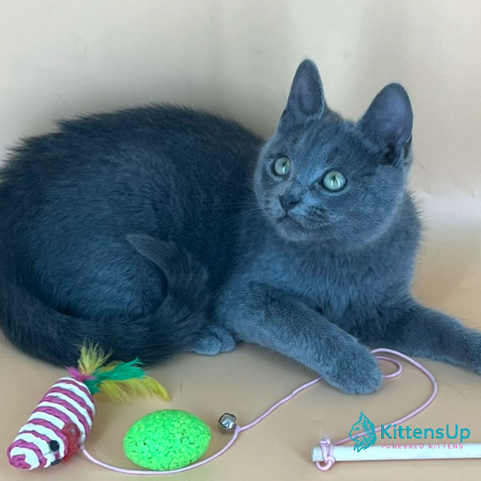Thumbnail: Russian blue