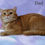 Thumbnail: British shorthair