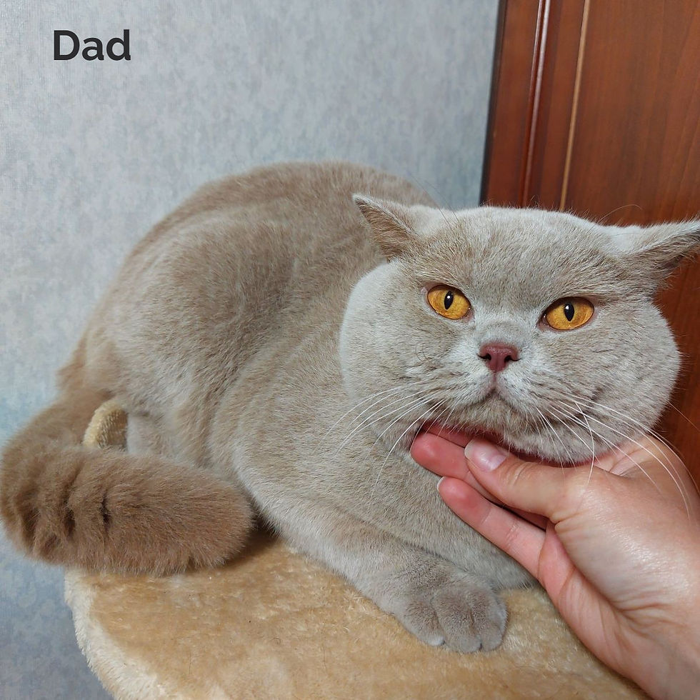 Thumbnail: 459 Ezhevika (BL) British shorthair female kitten