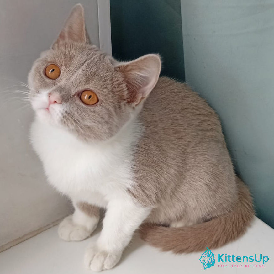 British shorthair
