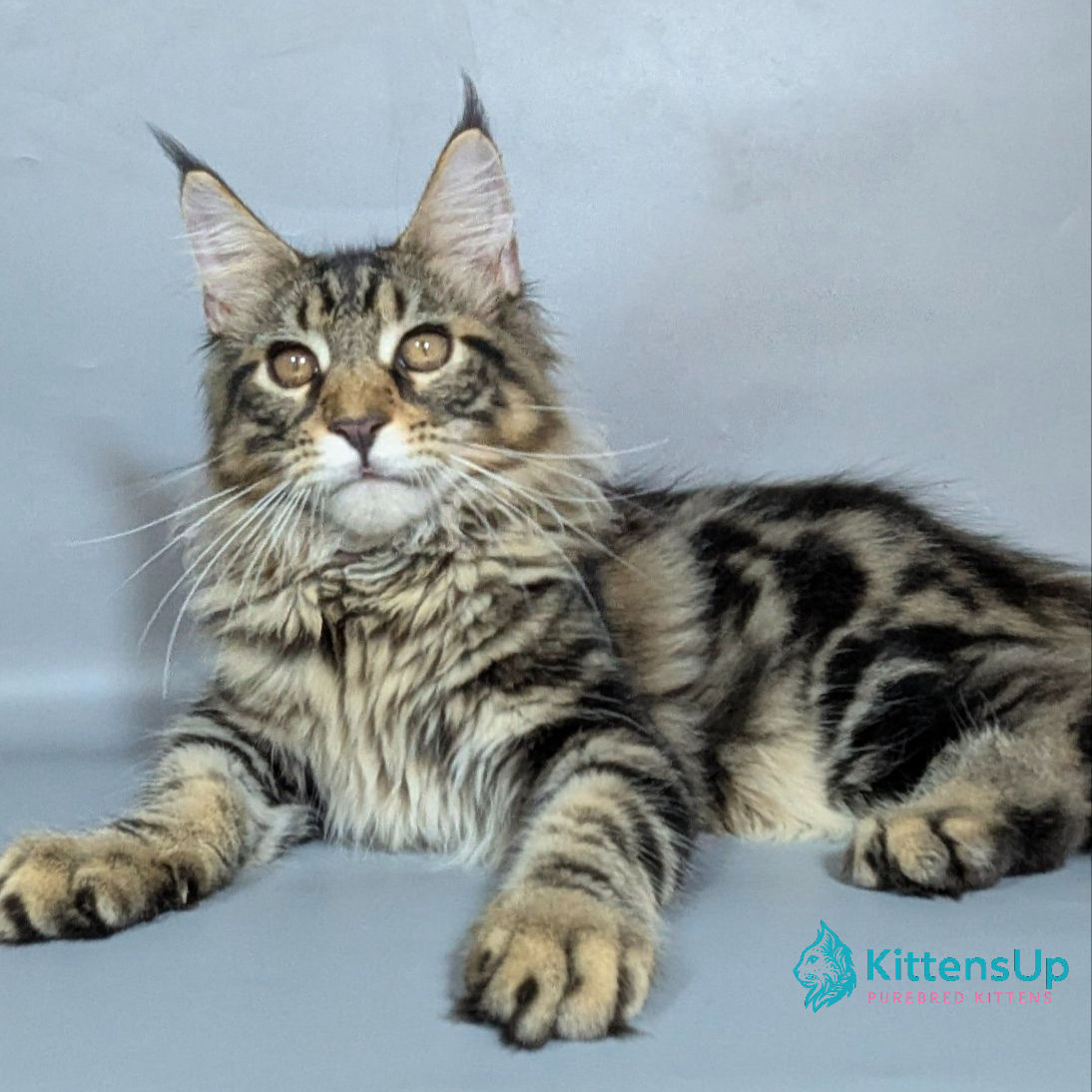 Maine Coon