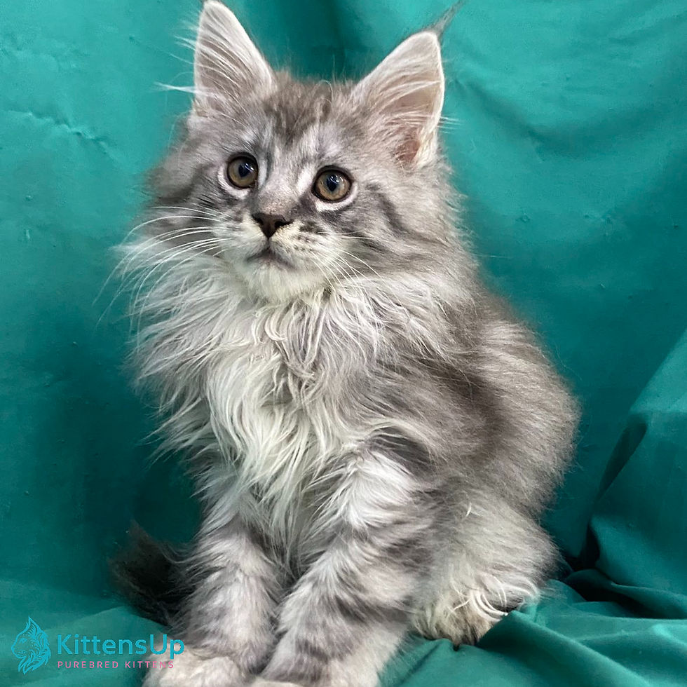 Maine Coon