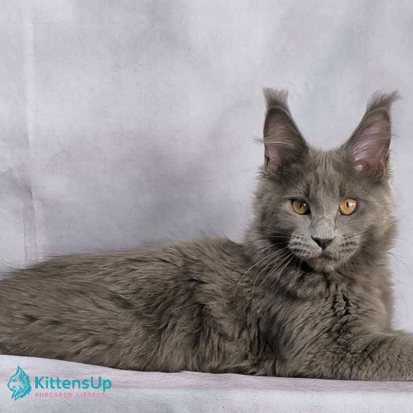 Maine Coon