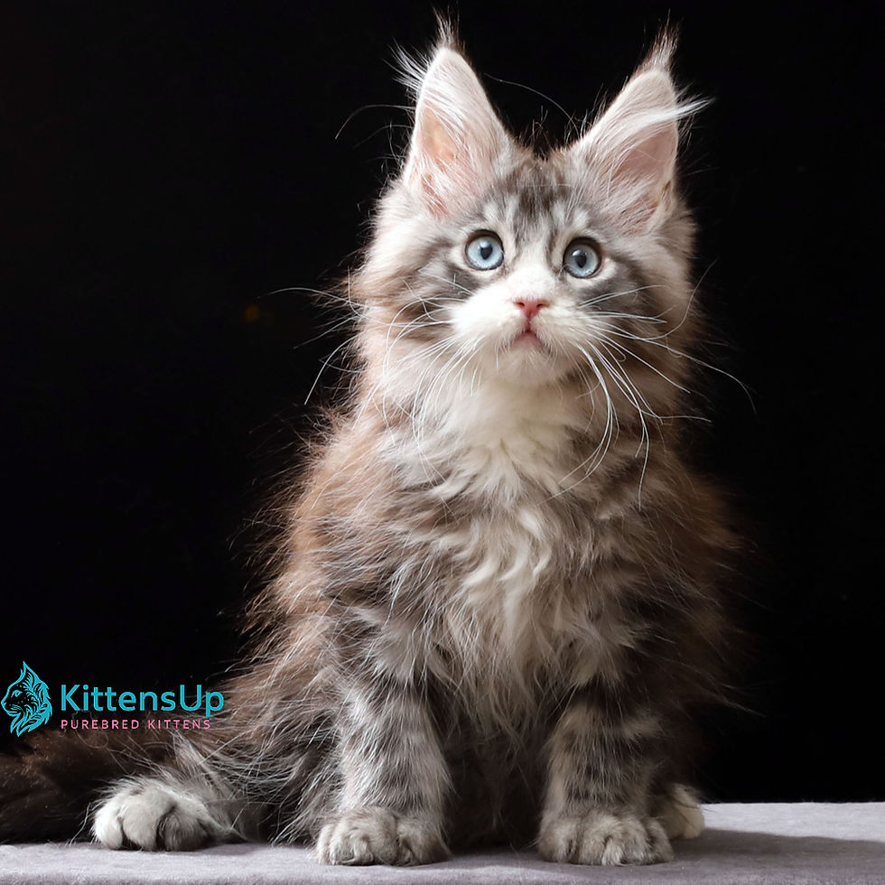 Maine Coon