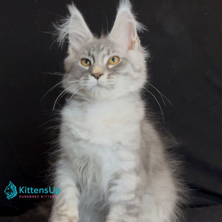 Thumbnail: Maine Coon