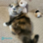Thumbnail: Siberian