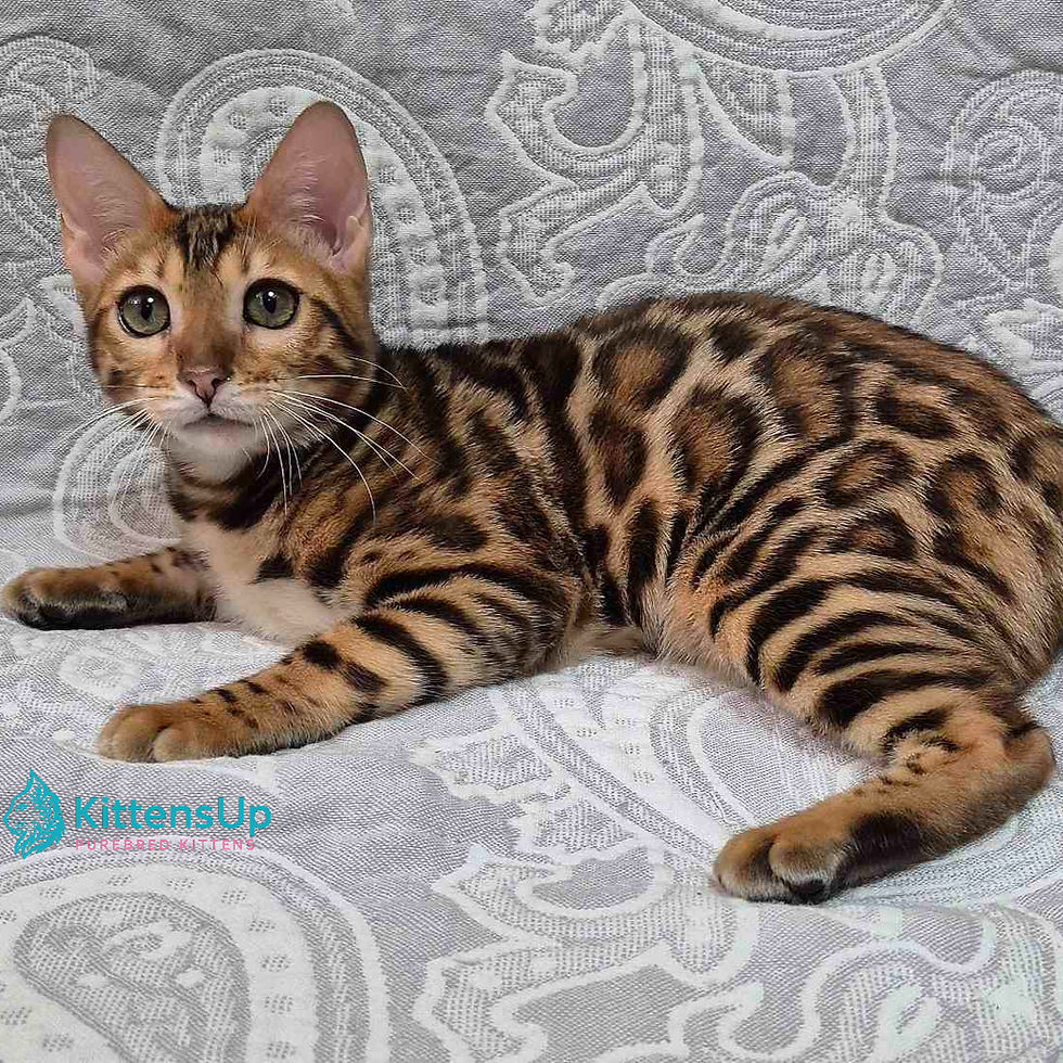 Bengal