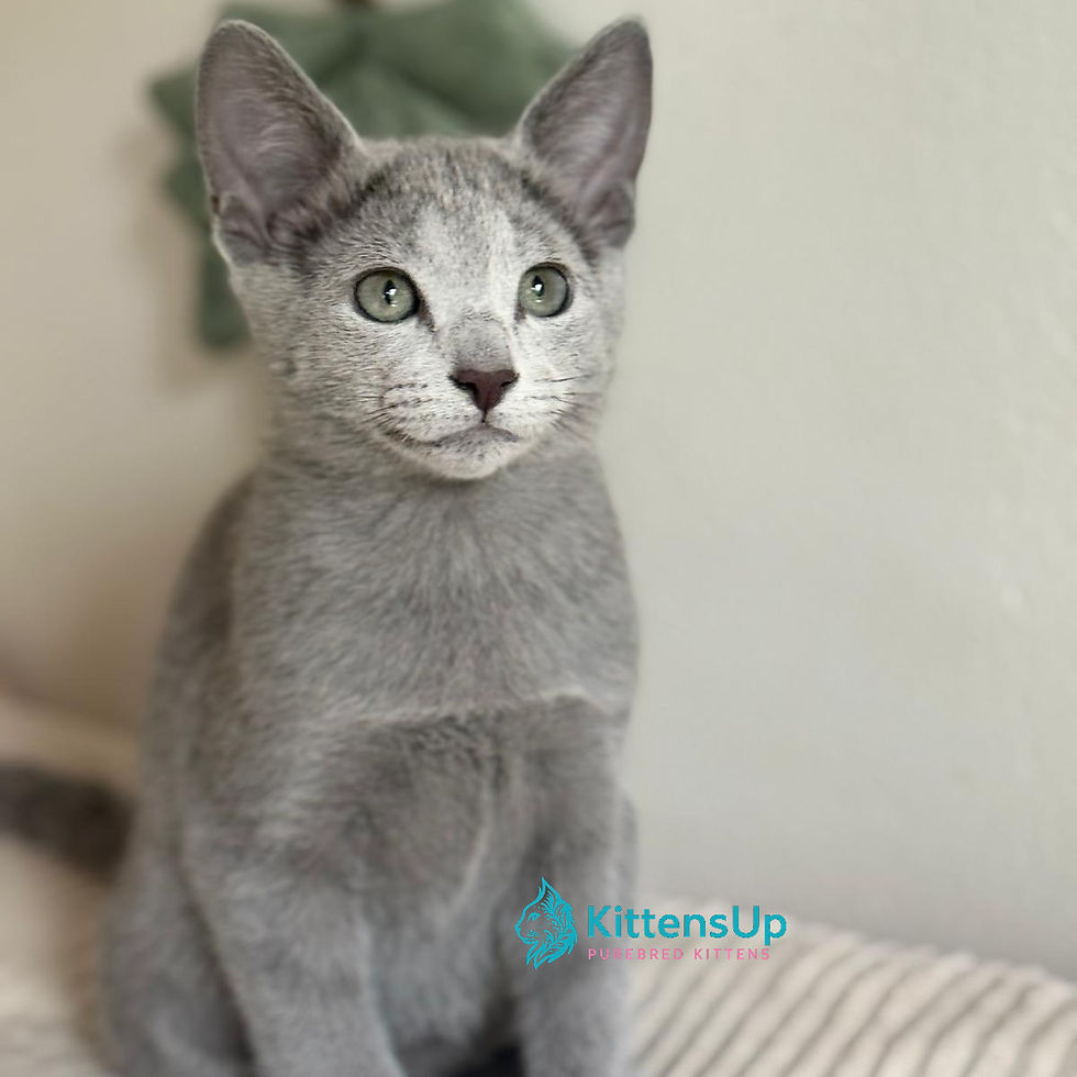 Thumbnail: Russian blue