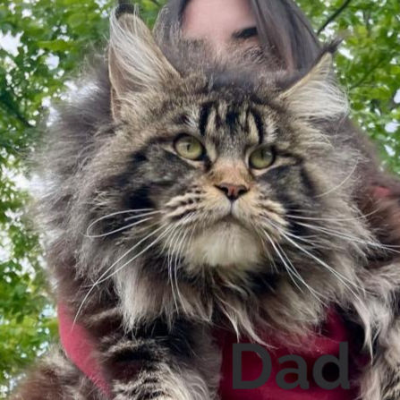 Thumbnail: Maine Coon