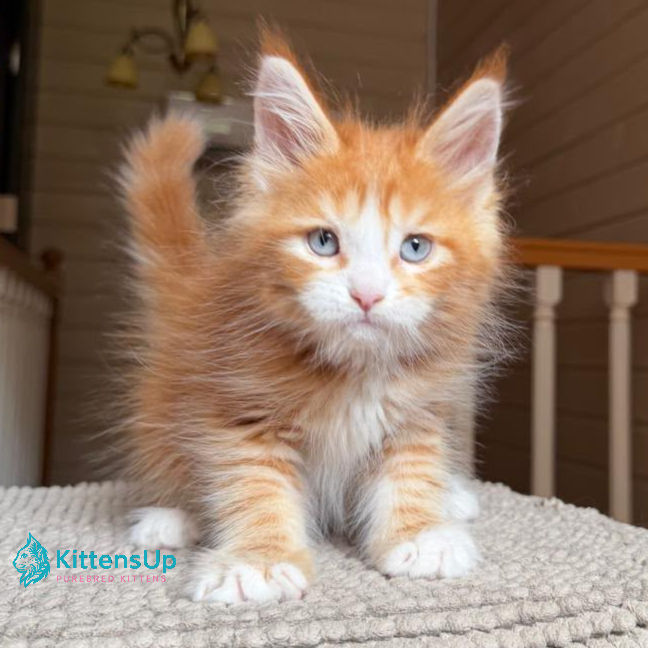 Maine Coon