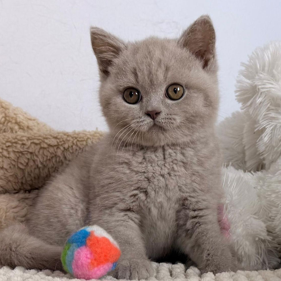 British shorthair