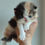 Thumbnail: 155 Alina (R) Persian longhair female kitten