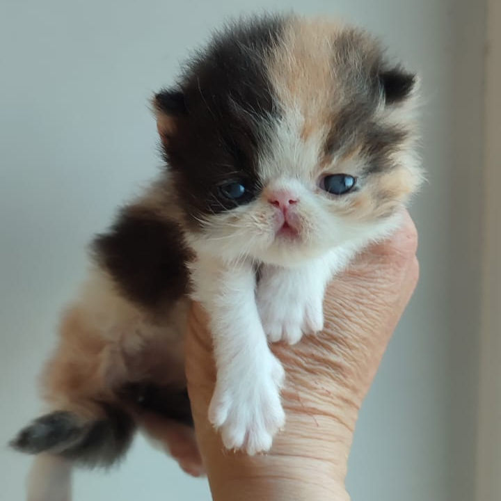Thumbnail: 155 Alina (R) Persian longhair female kitten