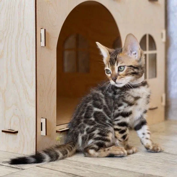 Thumbnail: Bengal