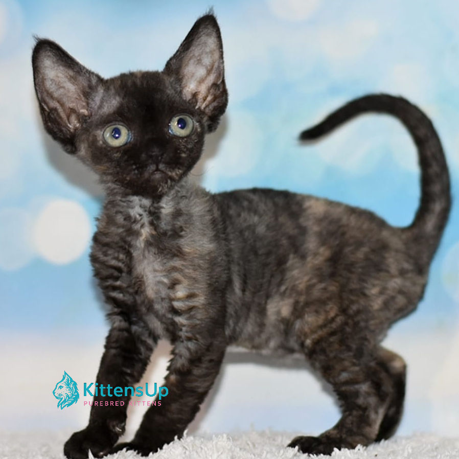 Devon Rex