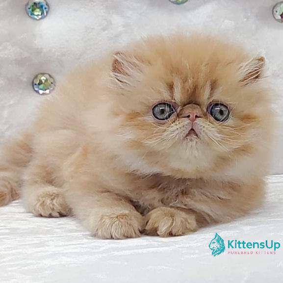 Thumbnail: Persian longhair