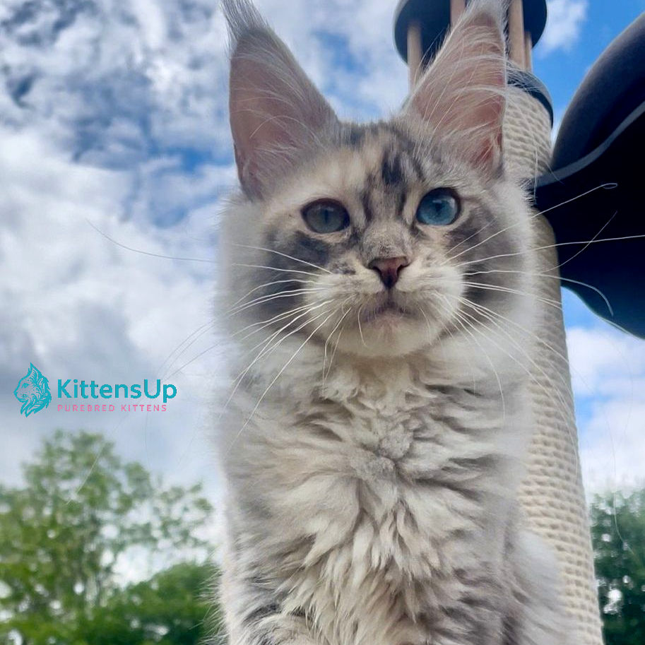 Thumbnail: Maine Coon
