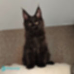 Maine Coon