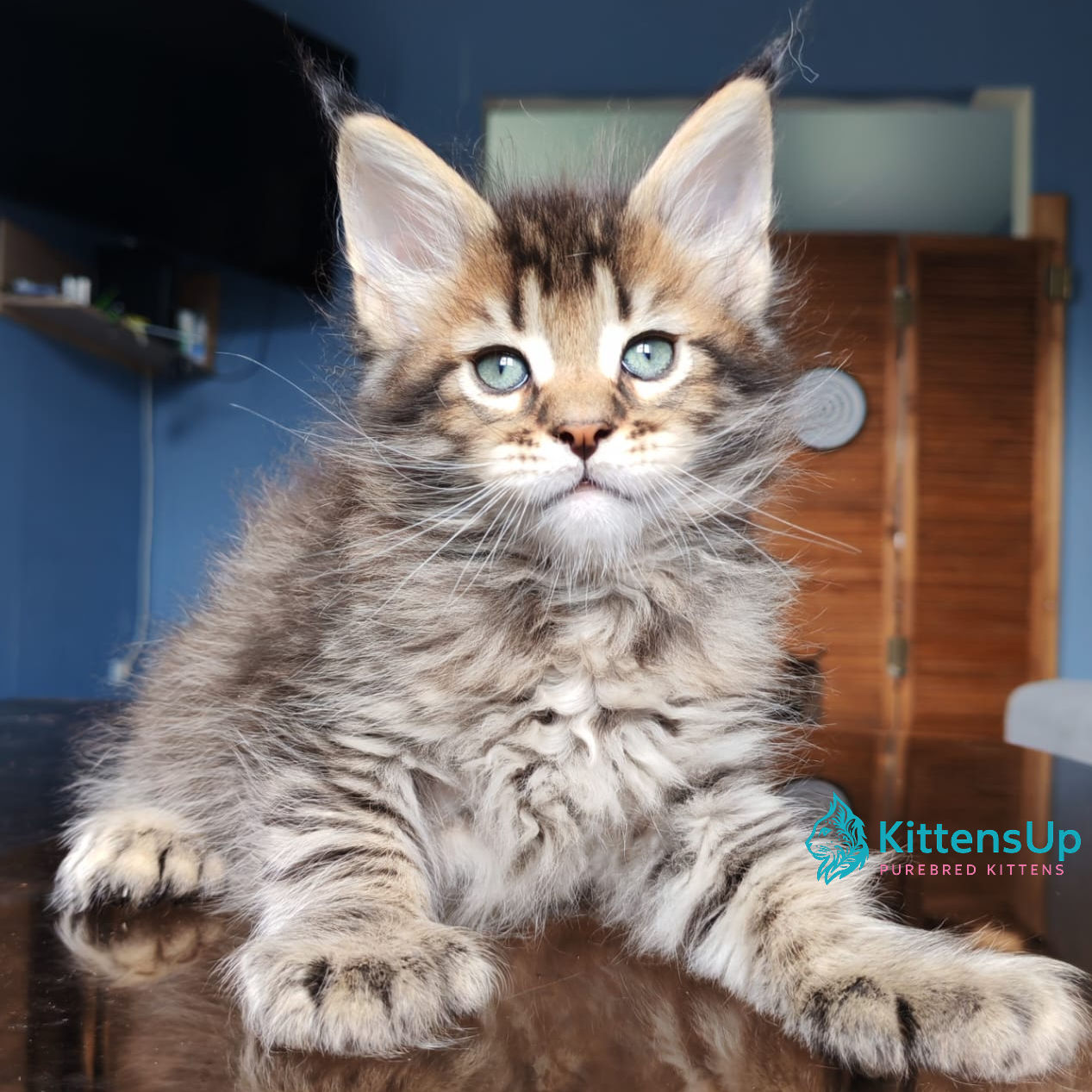 Maine Coon