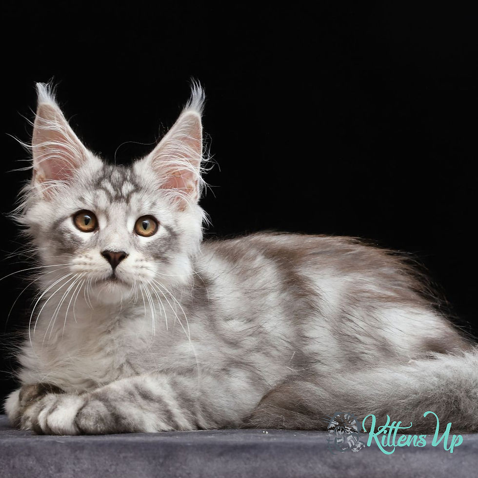 Thumbnail: Maine Coon