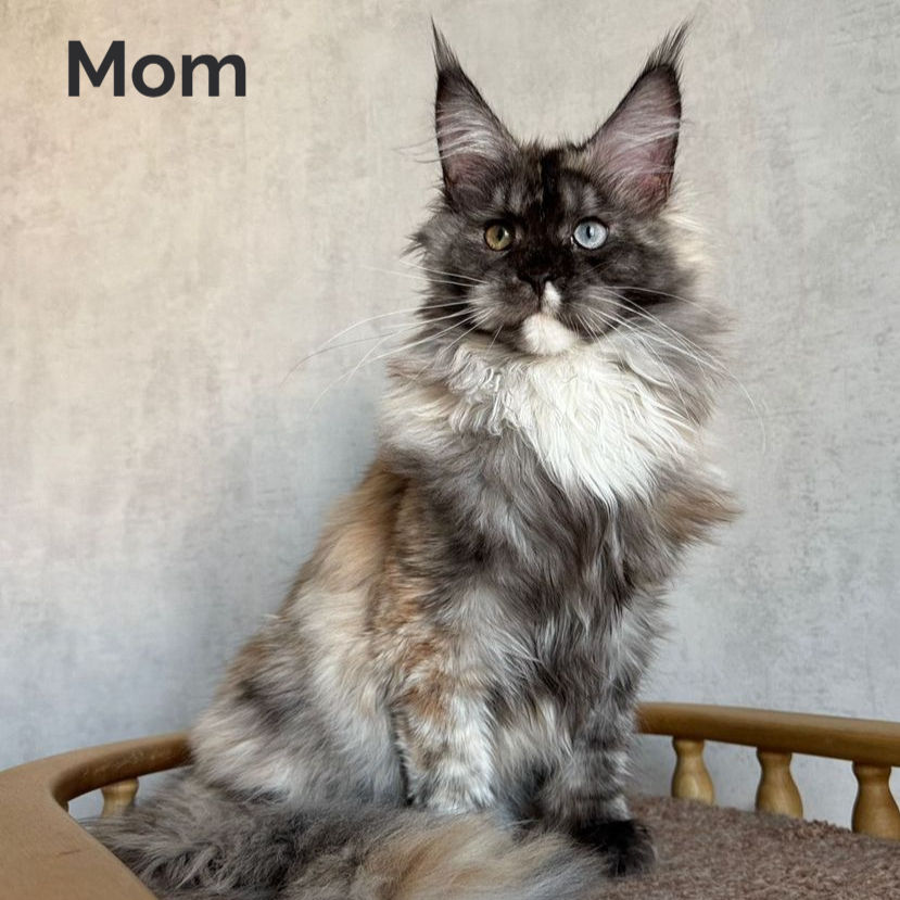 Thumbnail: Maine Coon