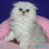 Thumbnail: 096 Fill (U) Scottish Fold longhair male kitten