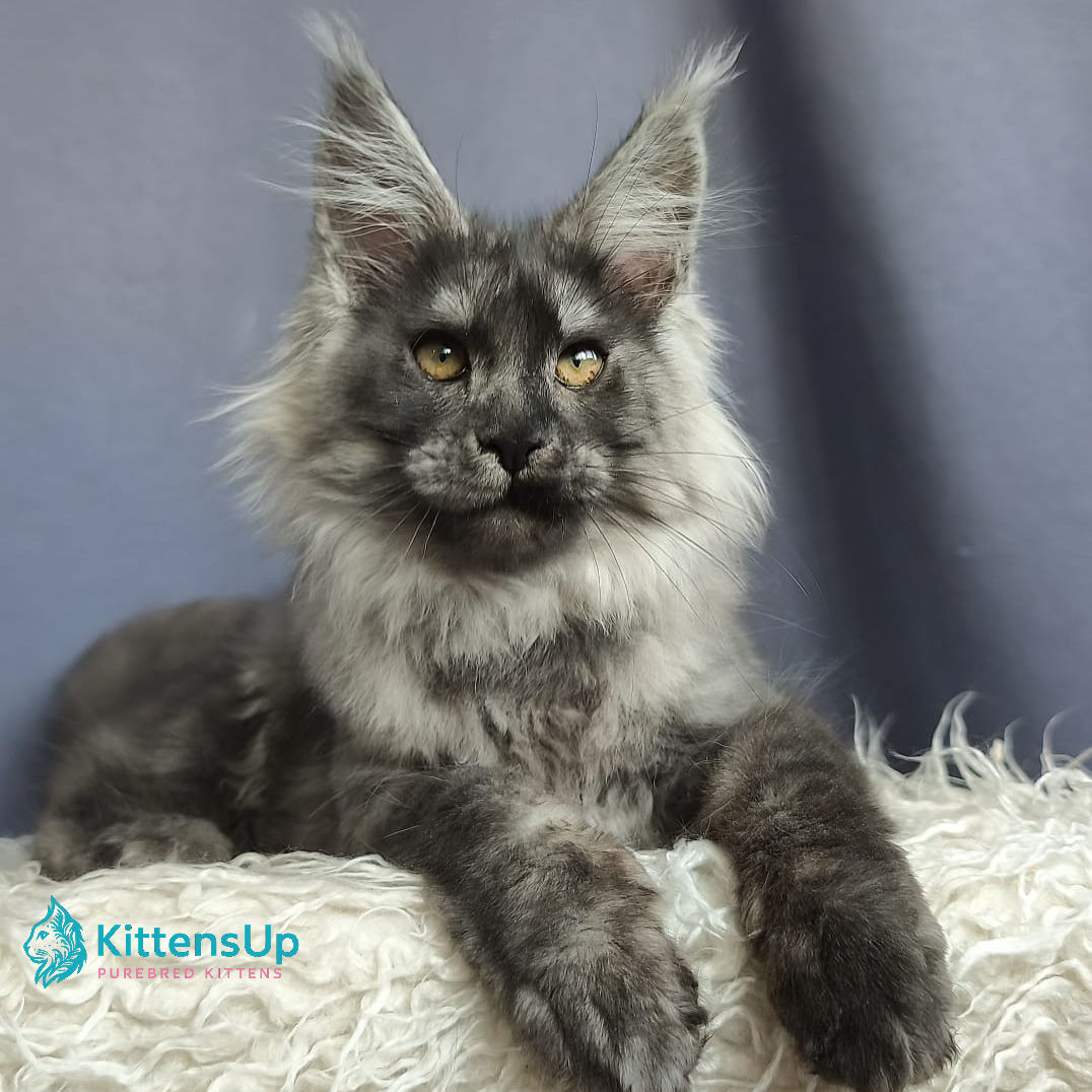 Maine Coon