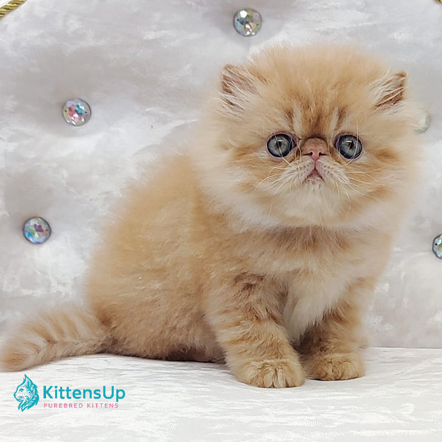 Thumbnail: Persian longhair