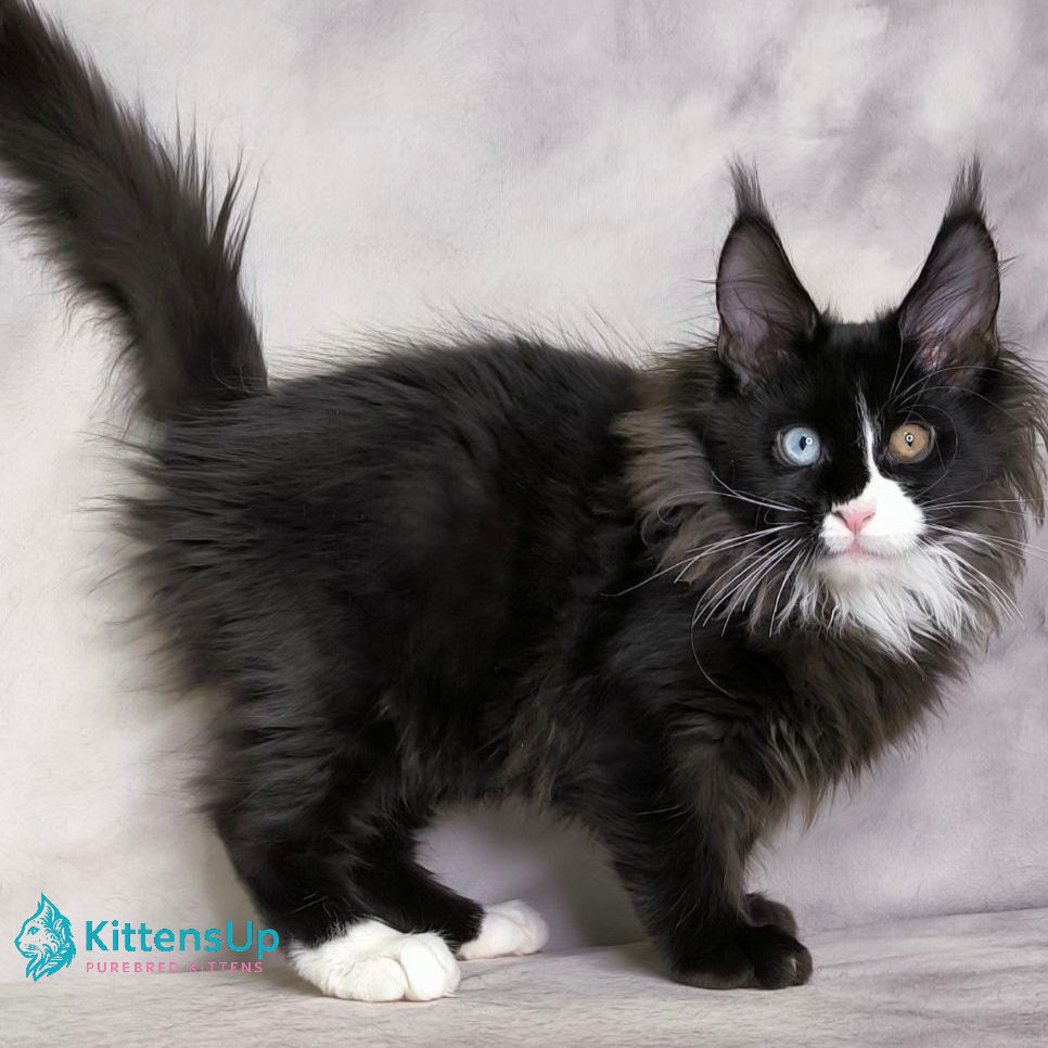 Thumbnail: Maine Coon