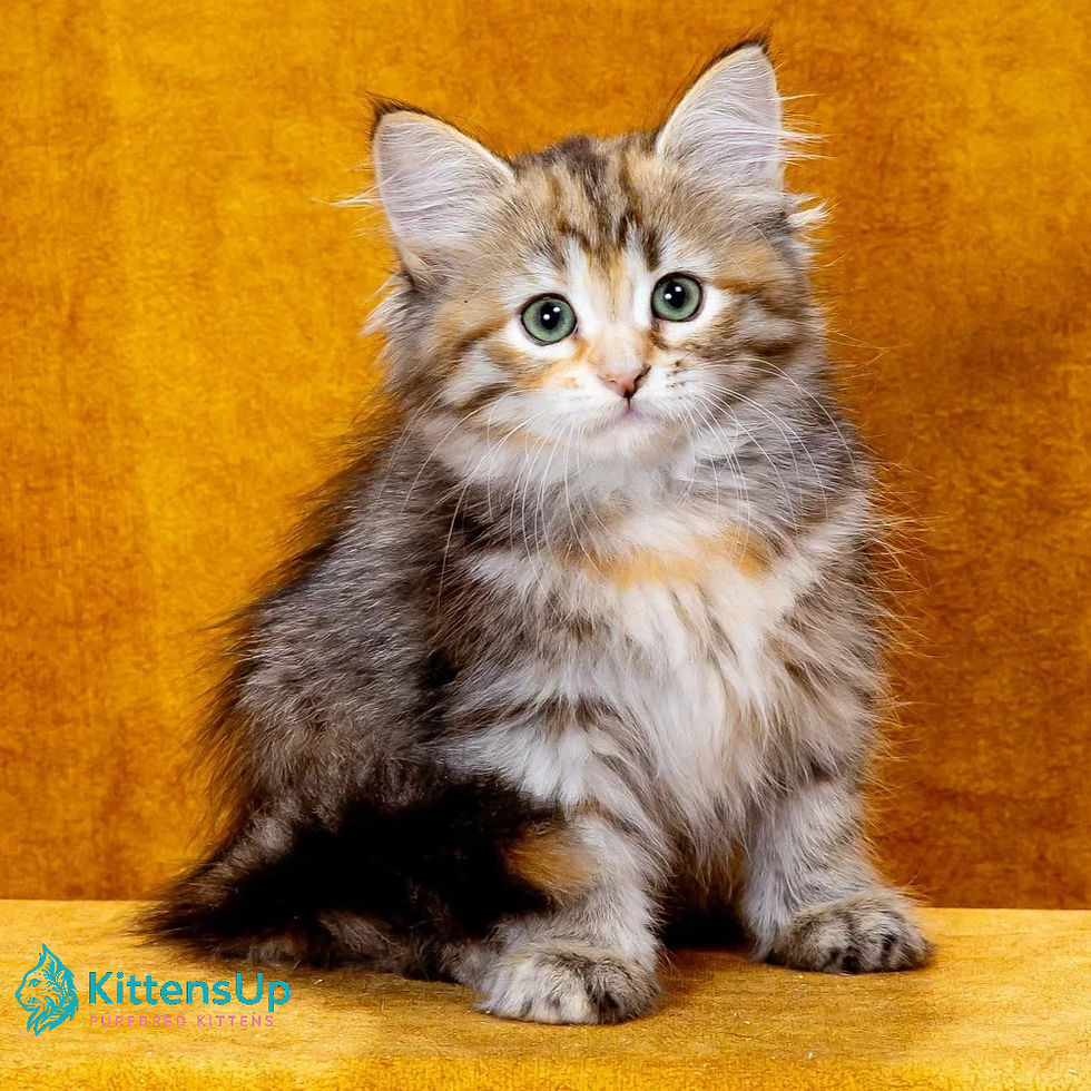 Siberian