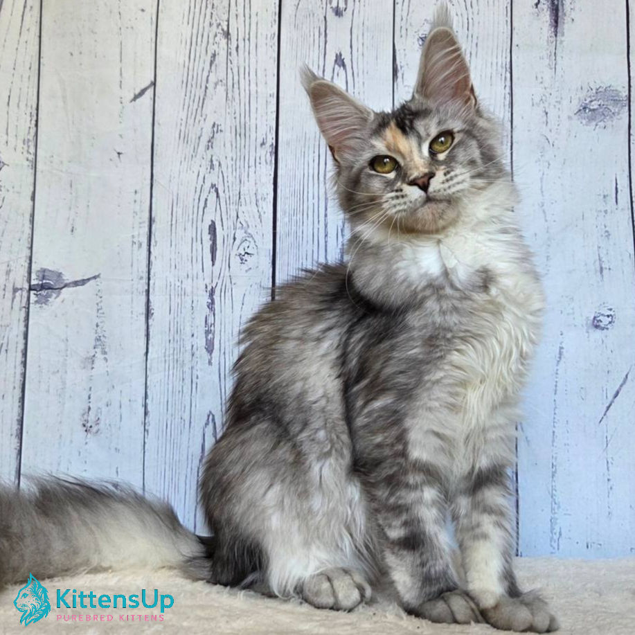 Maine Coon