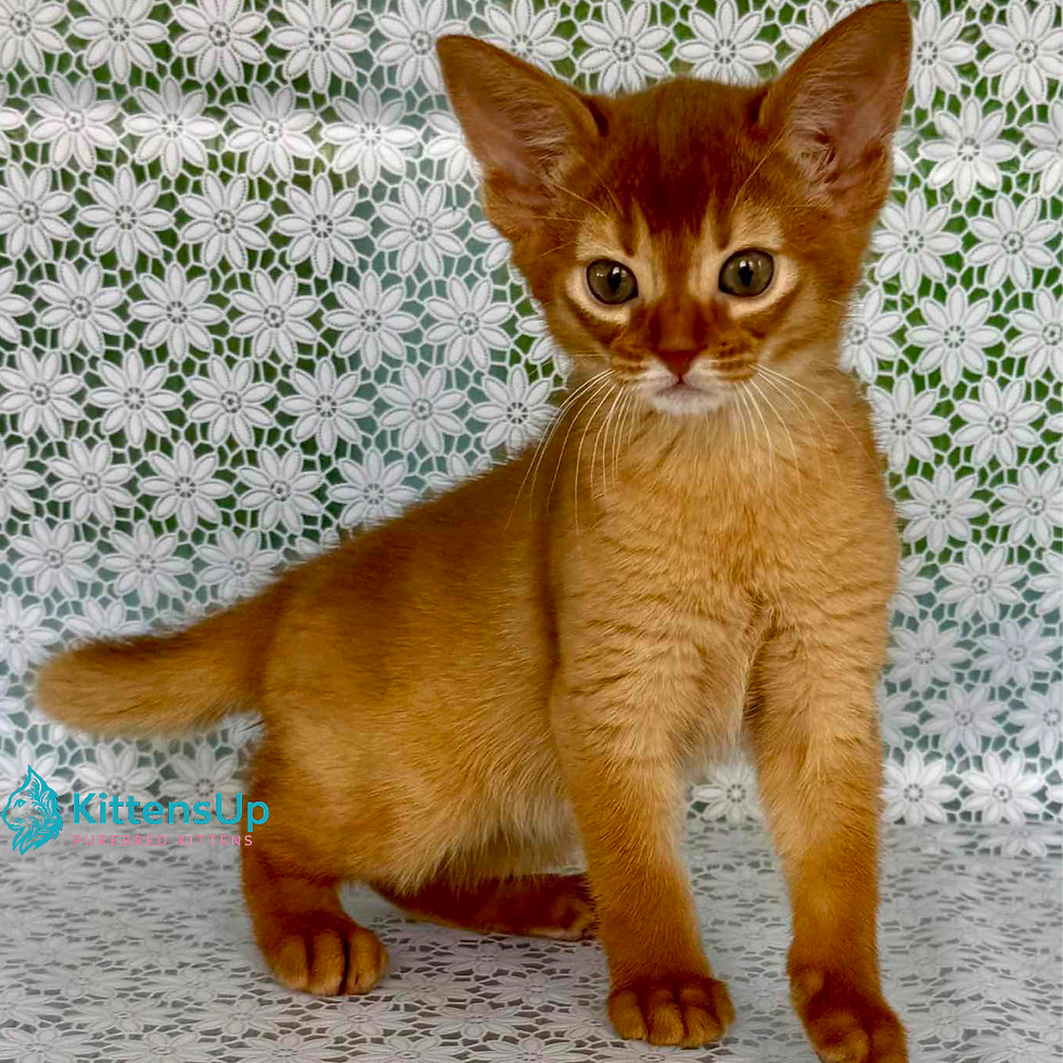Thumbnail: Abyssinian